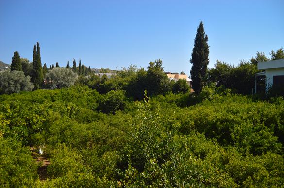 DSC_0150_95.jpg